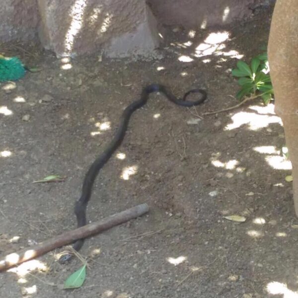 Avvistamenti a Pulsano (Foto)