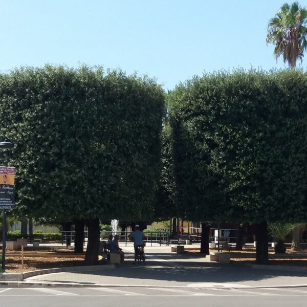 Sava - Incendio alla Villa Comunale (Foto)