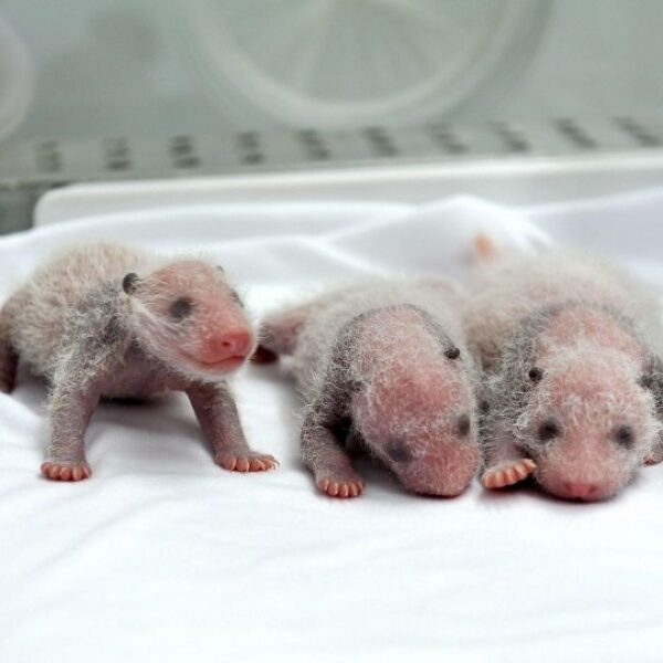 Parto gemellare di Panda: le foto e il video fanno il giro del web