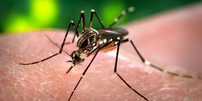 Contrae il virus dopo puntura della zanzara zika