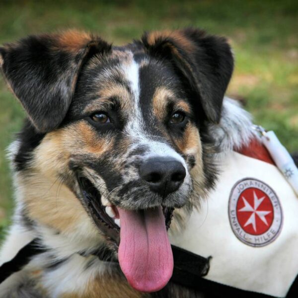 I cani possono salvarci dai pericoli ma test universitari approfondiscono la loro natura