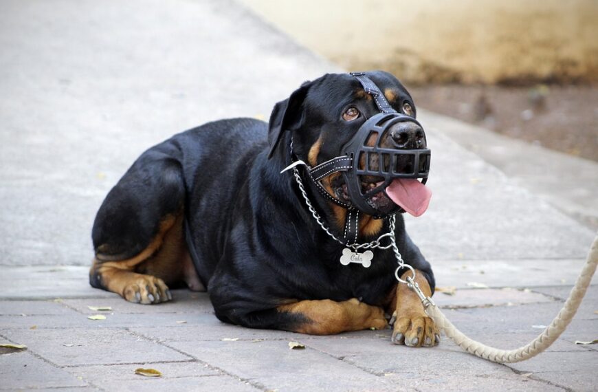 Cani e gatti in Treno: regole e costi