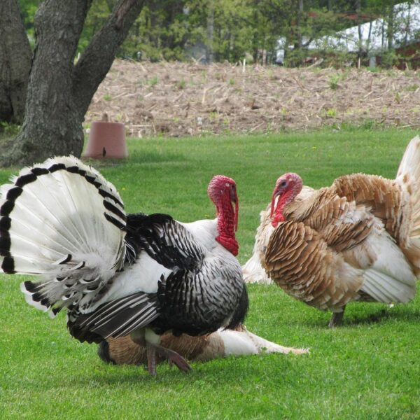 Chi sono Corn e Cob, i due tacchini&hellip;