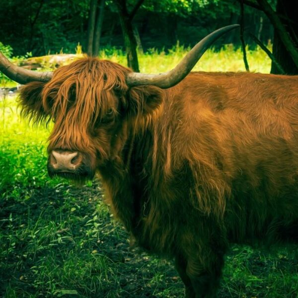 Uro: siamo sicuri che l’antenato dei bovini sia…