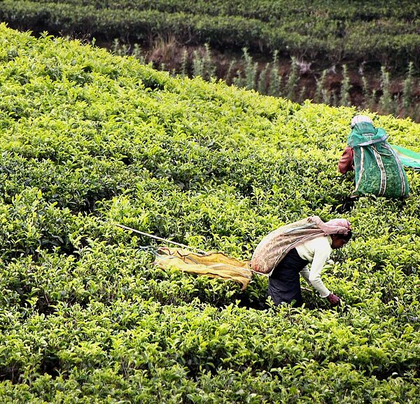 Scoperti 20 lavoratori in nero in Sicilia, alcuni&hellip;