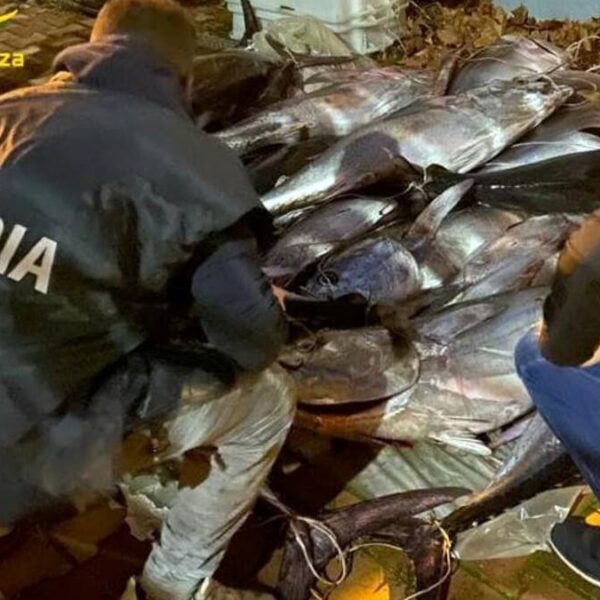 Pescara, maxi sequestro di tonni rossi