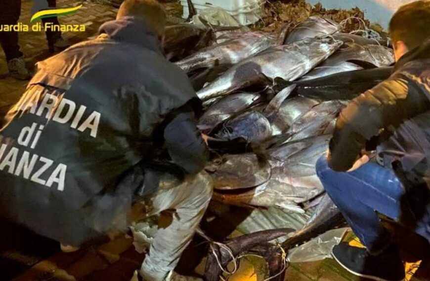 Pescara, maxi sequestro di tonni rossi