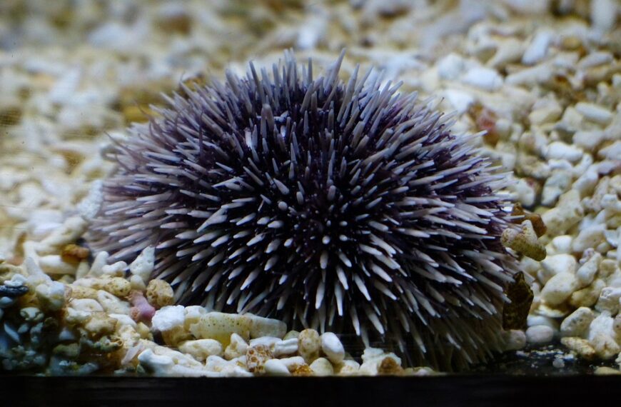 Bari, 500 ricci di mare sequestrati nel Salento