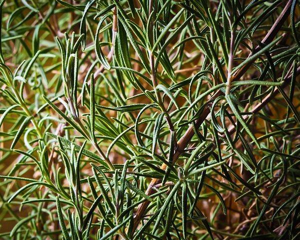 Rosmarino: tutti i benefici, sapevi che è antireumatico