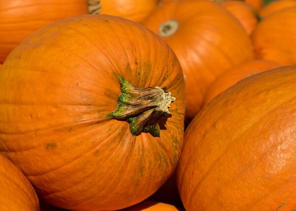 Scoperti i benefici della zucca per chi ha…
