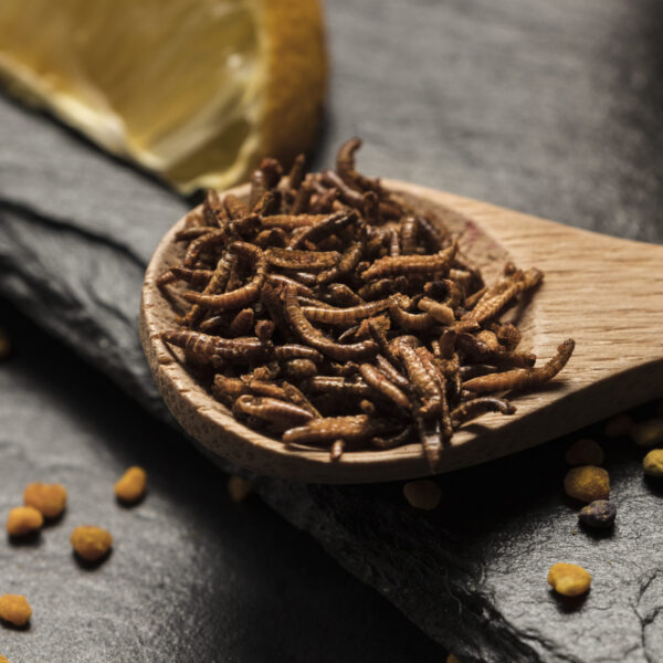 Larve della farina: Approvate alla vendita dall’UE, sei&hellip;