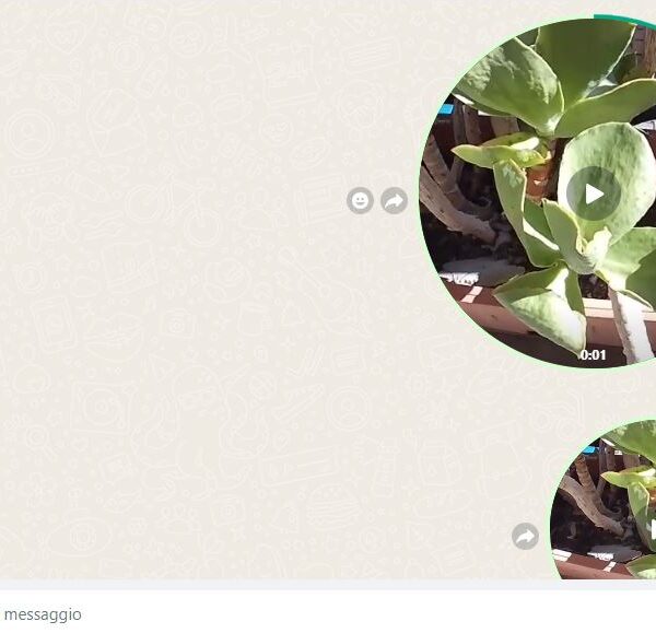 Whatsapp, trucco straordinario per inviare brevi video: la&hellip;