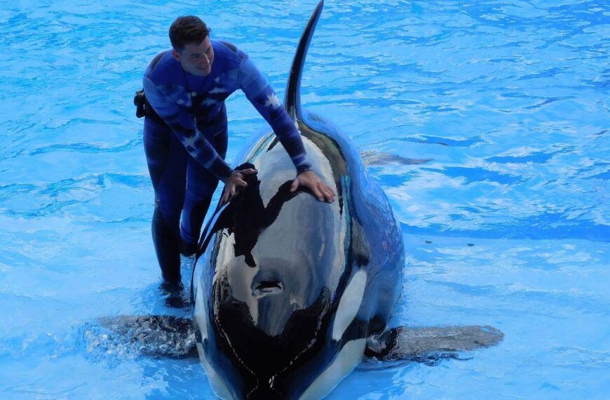L’orca Lolita non ce l’ha fatta: muore dopo cinquant’anni vissuti in cattività, stava per essere liberata nel Pacifico