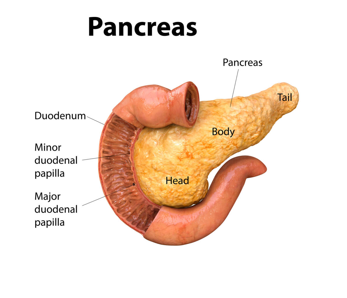 Pancreas