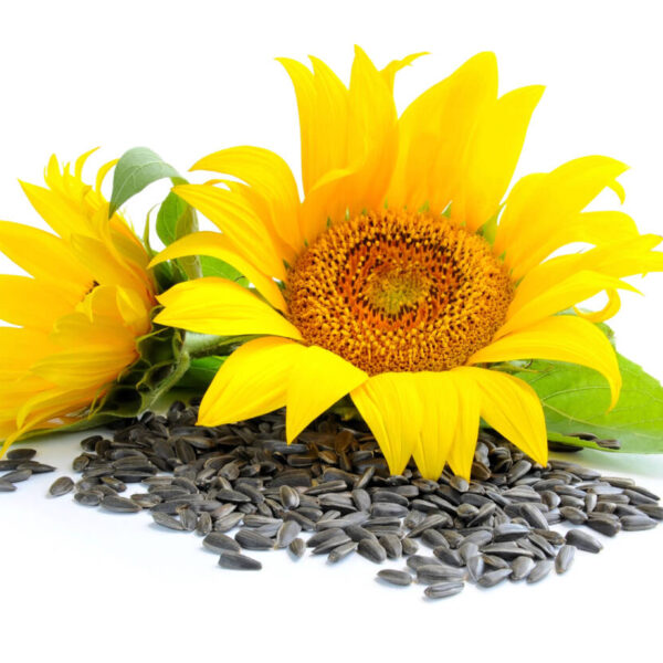 Depositphotos_Depositphotos