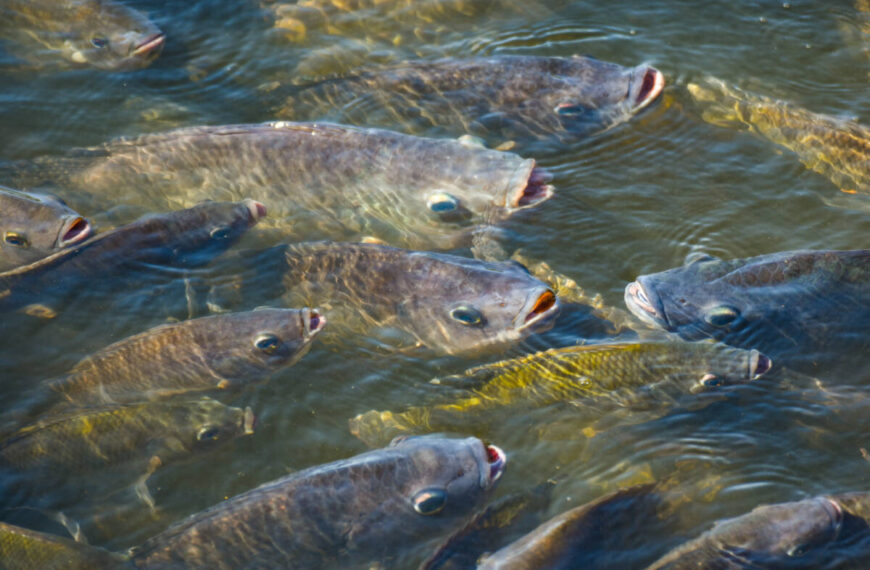 Tilapia