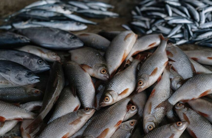 Pesce e sfruttamento: il lato nascosto della pesca…