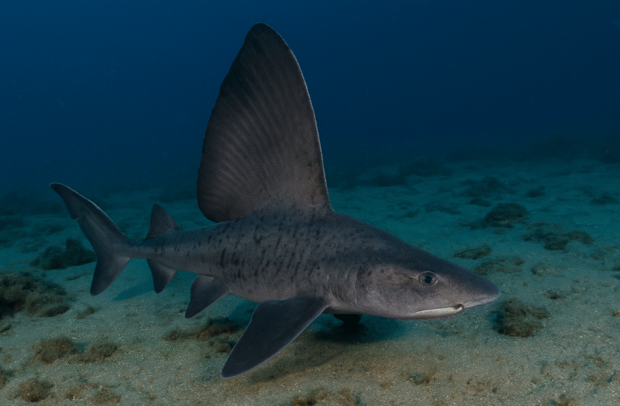 Squalo spinarola vela