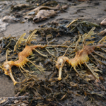 Allarme draghi marini