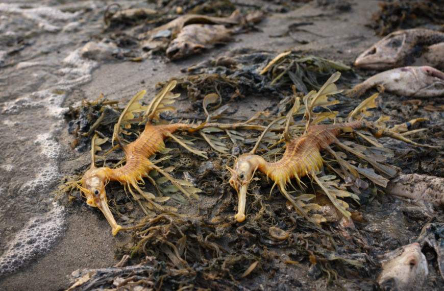 Allarme draghi marini